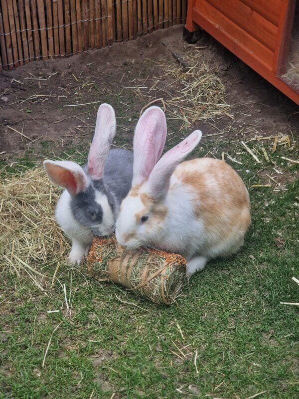 Trixie Hooibaal Wortel en Pompoen - Afbeelding 2