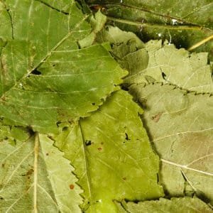 appelboomblad
