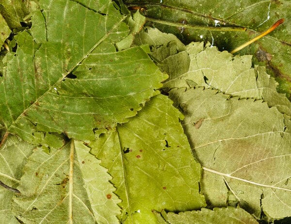 appelboomblad
