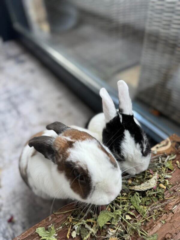 Bunny Sweets Kruidensmullerij - Afbeelding 2